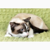 Уникальная котенок-девочка Сильва в дар