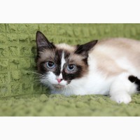 Уникальная котенок-девочка Сильва в дар