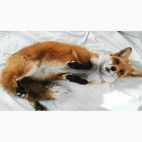 Обыкновенная рыжая лисица