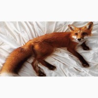 Обыкновенная рыжая лисица