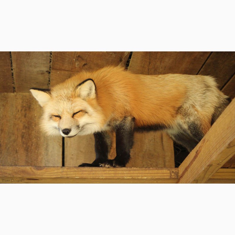 Фото 5. Обыкновенная рыжая лисица