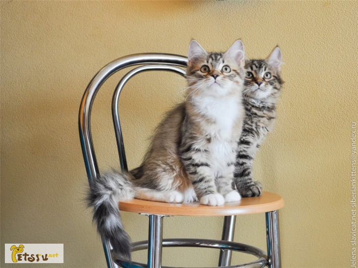 Сибирские котята - котики