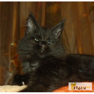 Мей-кун кошечка-котёнок чёрный солид