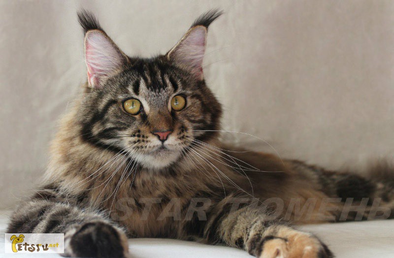 Фото 1/1. Великолепные котята породы мейн кун в Тюмени
