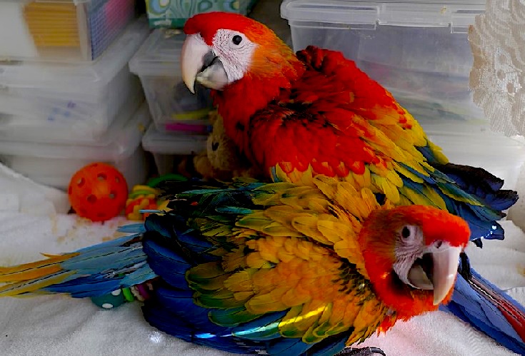 Гибриды попугаев ара - ручные птенцы из питомников Европы