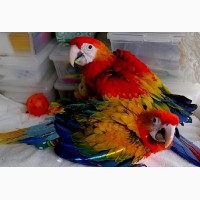 Гибриды попугаев ара - ручные птенцы из питомников Европы