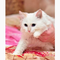 Ищет дом котик метис тайца Майбах