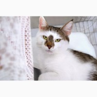 Толстушка Ласка кошка, излучающая доброту, ищет дом