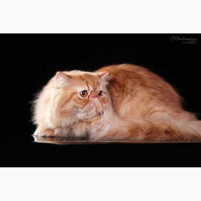 Персидский котик Чемпион для вязок предлагаю
