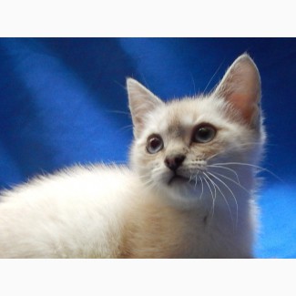 Котенок-девочка, метис тайской кошки ищет дом