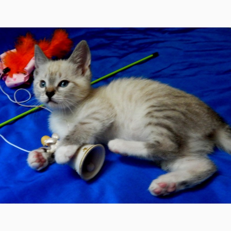 Фото 4. Котенок-девочка, метис тайской кошки ищет дом