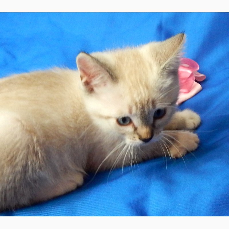 Фото 5. Котенок-девочка, метис тайской кошки ищет дом