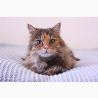 Серафима - кошка-счастье - ищет хозяина