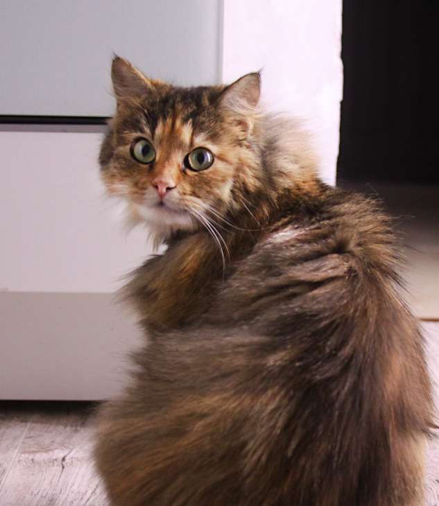 Фото 4. Серафима - кошка-счастье - ищет хозяина