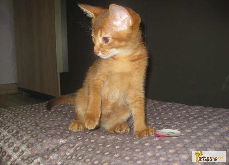 Абиссинский котенок (девочка) в Рязани