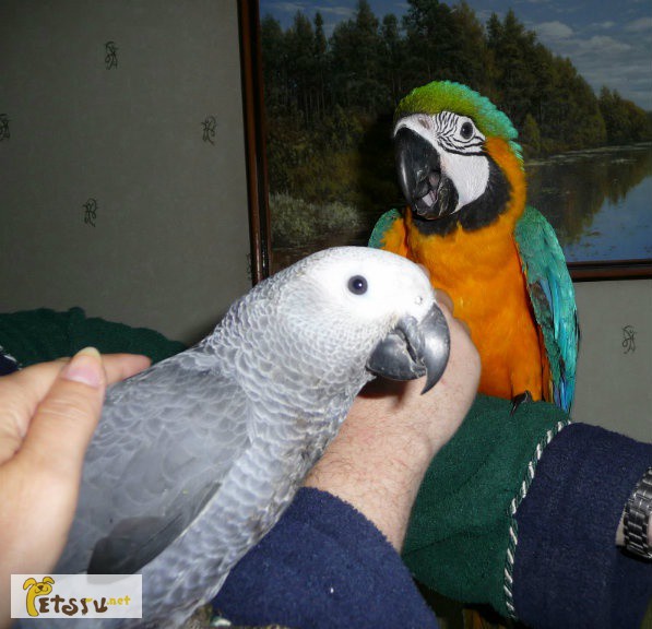 Попугаи Жако Краснохвостый попугай ручно в Саратове