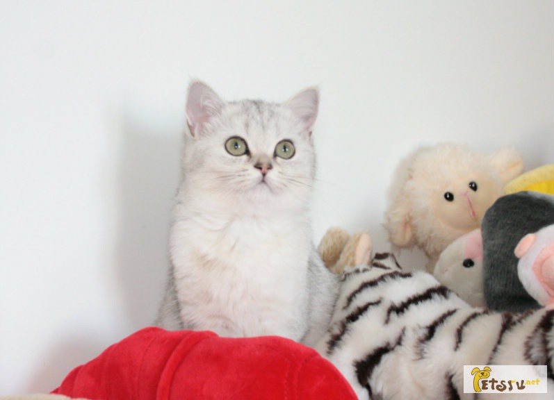Фото 1/1. Британская кошка Ася в шикарной шубке ( во Владивостоке