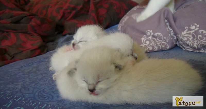Тайские котята ищут своих любящих хозяев в Санкт-Петербурге
