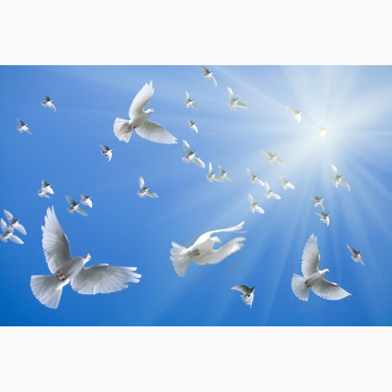 Фото 1/3. Белые голуби для выпуска на праздники