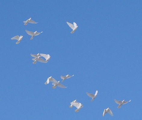 Фото 2. Белые голуби для выпуска на праздники