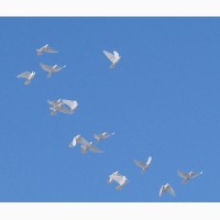 Белые голуби для выпуска на праздники