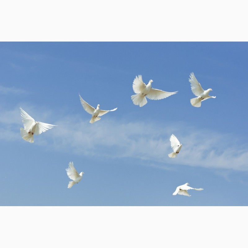 Фото 3. Белые голуби для выпуска на праздники