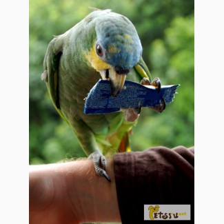 Попугай венесуэльский амазон птенцы в Саратове