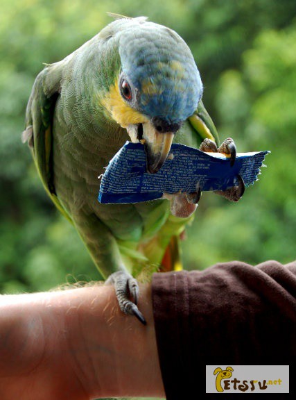 Фото 1/1. Попугай венесуэльский амазон птенцы в Саратове