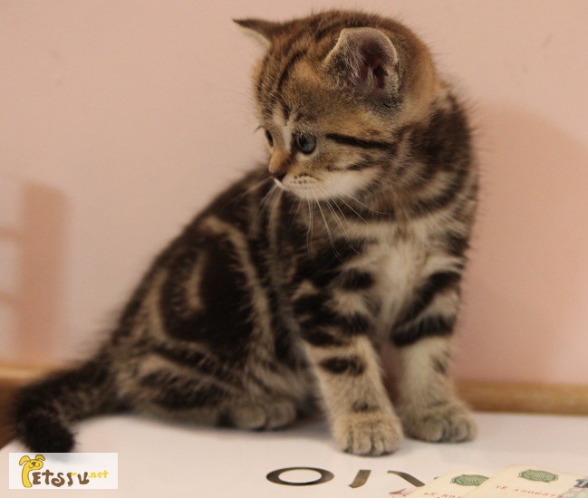 Фото 1/1. Британские и Шотландские зеленоглазые котята