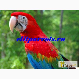 Рубиновый ара (гибрид попугаев ара) - ручные птенцы из питомников Европы