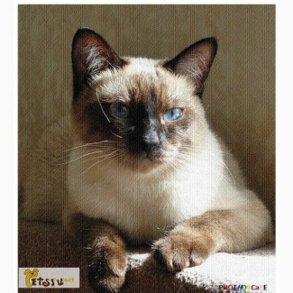 Тайский котик обалденной красоты!! в Кемерово