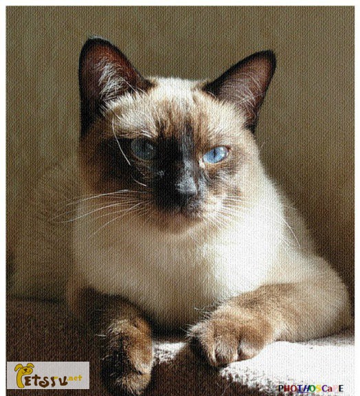 Тайский котик обалденной красоты!! в Кемерово