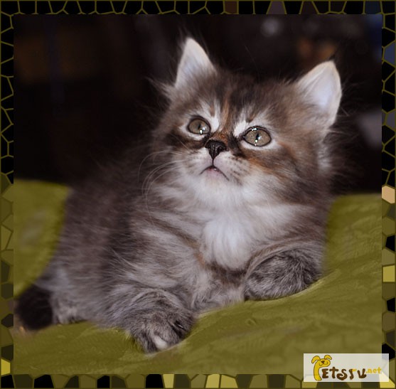 Фото 2. Сибирские клубные котята