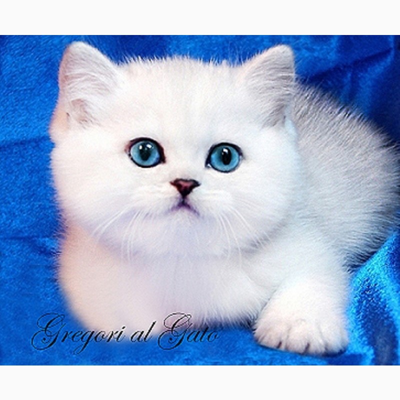 Фото 1/1. Британские котята с изумрудными и сапфировыми глазками