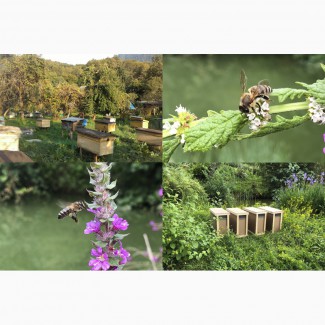 Пчелопакеты 2019 серой горной породы пчел двух видов