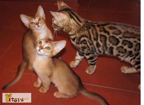 Фото 1/1. Бенгальские котята золото