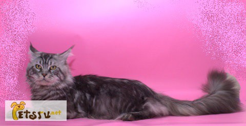 Фото 1/1. Мейн-кун черный мрамор на серебре зовет на вязку, котята