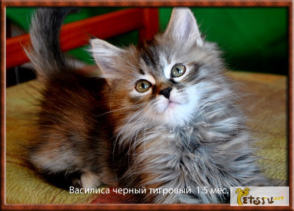 Фото 3. Сибирская кошечки