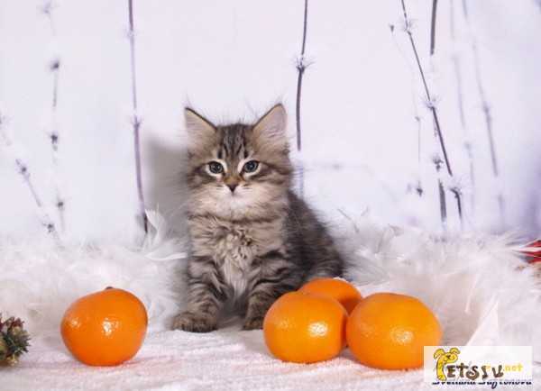 Фото 1/1. Сибирские котята продаются.