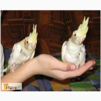 Ручные попугаи Корелла - выкормыши в Воронеже