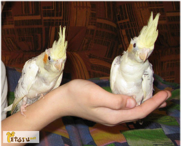 Фото 1/1. Ручные попугаи Корелла - выкормыши в Воронеже