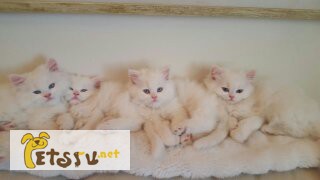 Фото 1/2. Сибирские белые котята