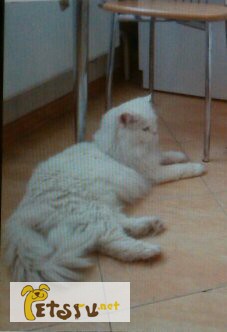 Фото 2/2. Сибирские белые котята
