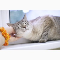 Истинная леди кошка Прованс - ищет дом