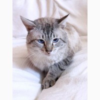 Истинная леди кошка Прованс - ищет дом