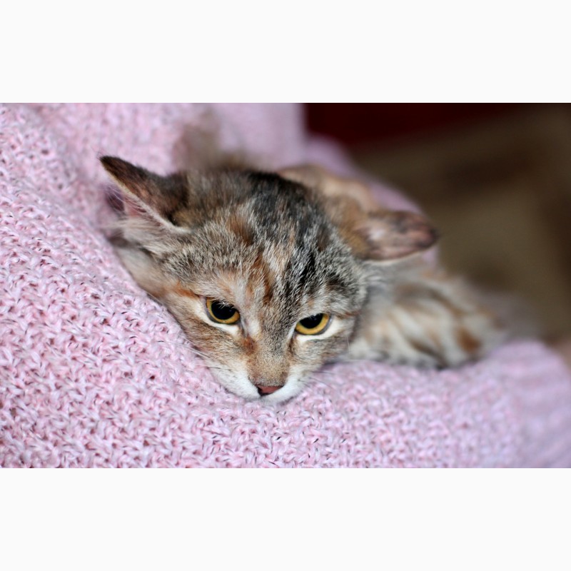Фото 3. Маленький гномик котенок Принцесса в дар