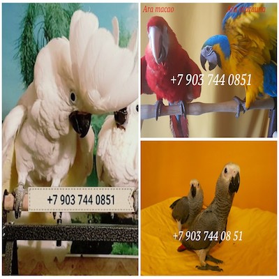 Ручные птенцы попугаев ара, какаду, жако, амазон