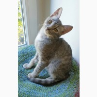 Котенок Кокос - серебристое чудо в дар