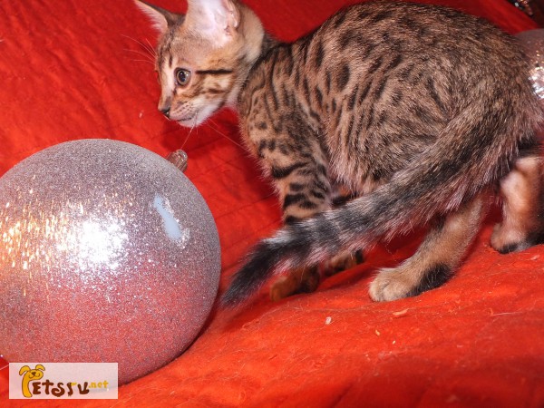 Питомник Пятнистых Кошек Leonardo предлагает котят саванны, Санкт-Петербург
