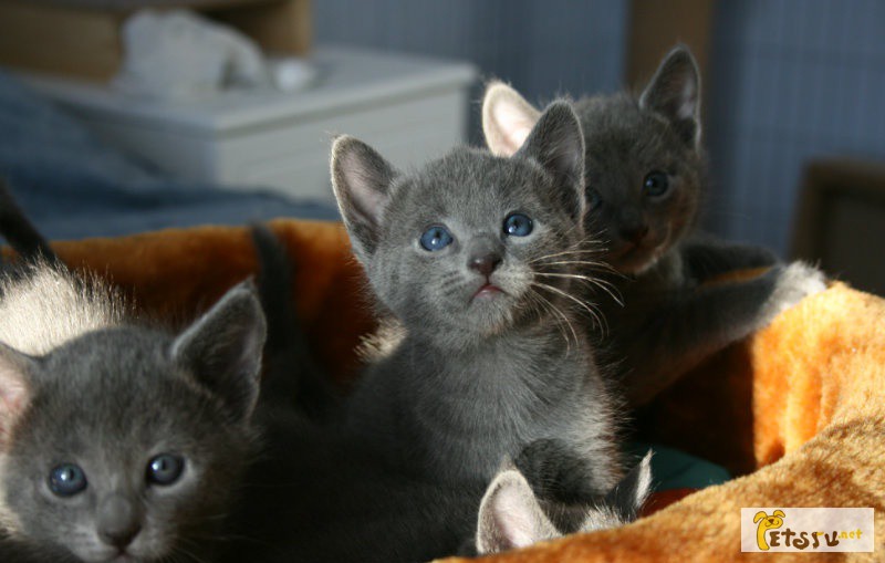 Фото 1/1. Русские голубые котята в Самаре